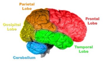 The lobes of the cerebral cortex include the frontal (red), temporal (green), occipital (yellow), and parietal lobes (orange). The cerebellum (blue) is not part of the telencephalon. In vertebrates a gross division into three major parts is used.