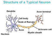 Diagram of basic features of a neuron.