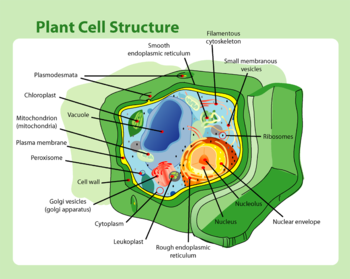 Schematic of typical plant cell (see table 2 for a comparison between plant and animal cells)
