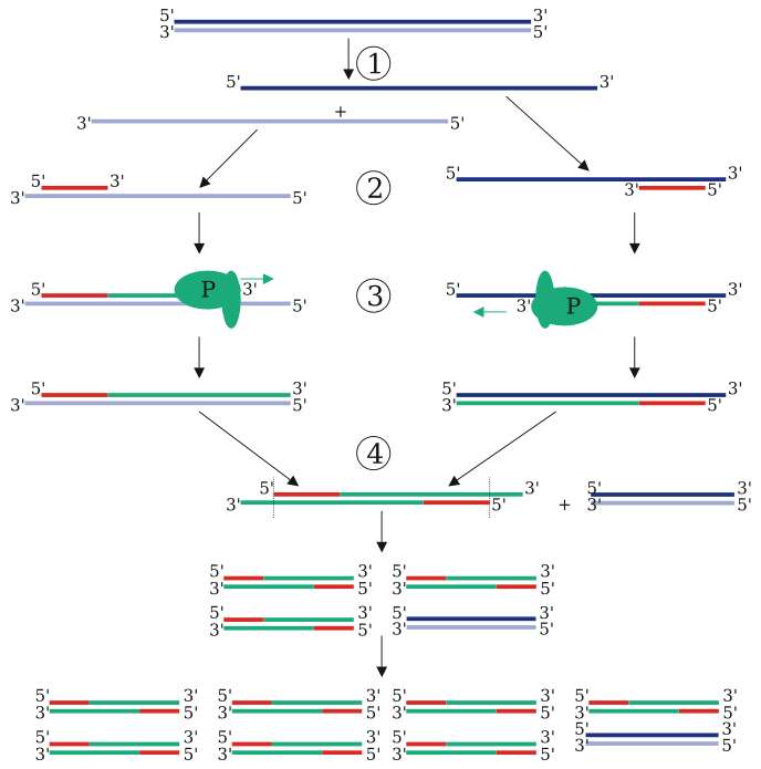 Figure 2: Schematic drawing of the PCR cycle. (1) Denaturing at 94-96&deg;C. (2) Annealing at (eg) 68&deg;C. (3) Extension at 72&deg;C (P=Polymerase). (4) The first cycle is complete. The two resulting DNA strands make up the template DNA for the next cycle, thus doubling the amount of DNA duplicated for each new cycle.