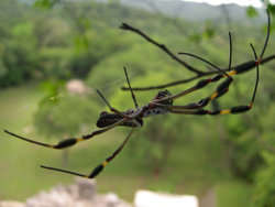 A golden silk orb-weaver (Nephila clavipes(?)), member of the family Tetragnathidae