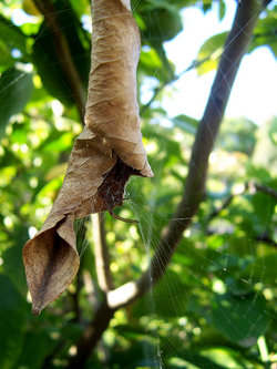 A spider hiding in its leaf (located at the centre of its web)