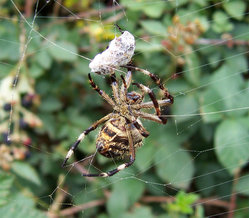 An Australian garden orb weaver spider eating a bee