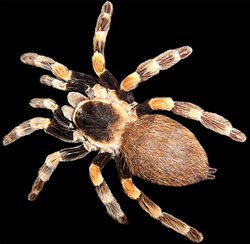 A Brachypelma smithi