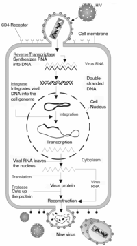 Figure 2. The HIV replication cycle