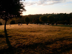 Sheep in a Mount Osmond Paddock