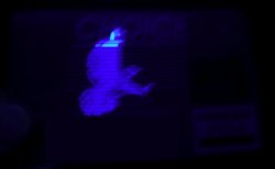 A bird appears on every Visa when held under a UV light source.