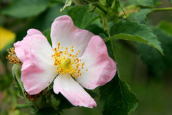 Rosa canina (Dog Rose) flower