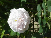 Rosa alba 'Maiden's Blush'