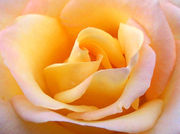 Yellow rose: symbolising dying love
