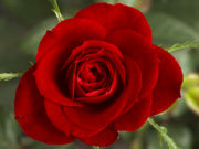 Red Rose: Deepest Love and Respect