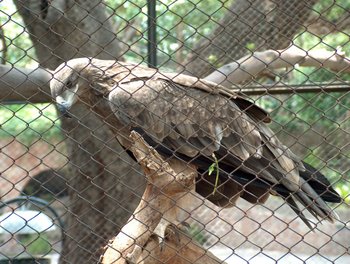 An eagle in captivity