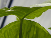 Underside view of leaf