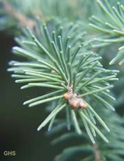 Leaves of the Norway Spruce (Picea abies) are needle-shaped and the arrangement is spiral