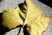 Palmate-veined leaf