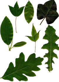 Leaves showing various morphologies. Clockwise from upper left: tripartite lobation, elliptic with serrulate margin, peltate with palmate venation, acuminate odd-pinnate (center), pinnatisect,  lobed, elliptic with entire margin