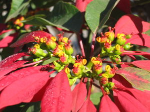 The leaves of Poinsettia have evolved a red pegmentation in order to attract insects and birds to the central flowers, an adaptive function normally served by petals.