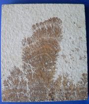 Example of a pseudofossil: this dendrite looks much like a plant