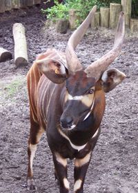 A Bongo, courtesy of Animal Portal