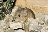 Short-eared Elephant shrew(Macroscelides proboscideus)