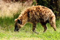 Spotted Hyena