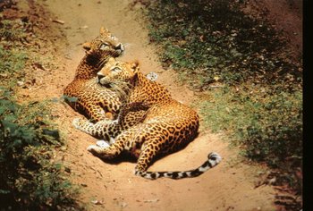 Leopards on a dirt track in Yala, Sri Lanka.