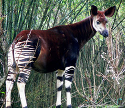 An Okapi at Disney World's Animal Kingdom