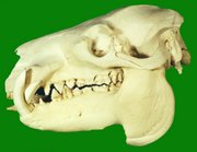skull