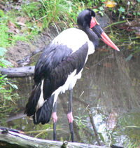 An adult Saddle-billed Stork