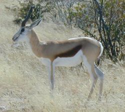 Springbok in Etosha National Park, Namibia