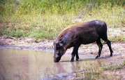 A drinking warthog in Kruger National Park.