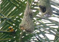 Weaver birds and nests in western India.