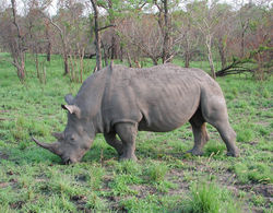 A grazing white rhinoceros.
