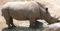  Southern White Rhinoceros at San Diego Zoo.
