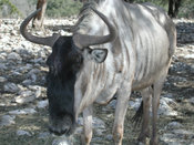 Wildebeest at the Wildlife Ranch in San Antonio, TX.