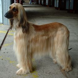 A gold coated Afghan