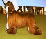 Afghan with reddish coat