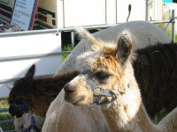 Alpacas on show in the UK