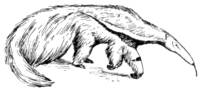 Giant Anteater