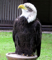 Bald Eagle at Combe Martin Wildlife and Dinosaur Park, North Devon, England