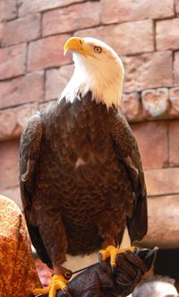 An adult Bald Eagle. Picture taken in Disney's Animal Kingdom