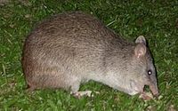 Northern Brown Bandicoot