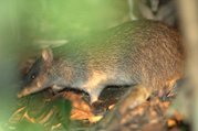 A bandicoot spotted at night near Port Douglas, Queensland, Australia