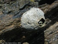 Balanidae, Mission Beach National Park, Queensland, Australia, 2002