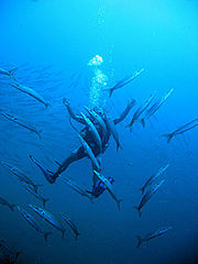 Scuba diver inside a school of Chevron barracudas in Koh Tao, Thailand.