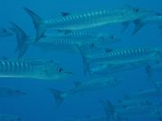A school of Chevron barracudas in Bora Bora.