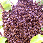 Bee Swarm- bees are remarkably non aggressive in this state as they have no hive to protect, and can be captured with ease