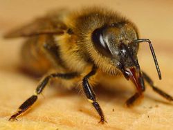 Honeybee with tongue partly extended