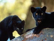 Young black panthers