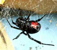 Black Widow spider